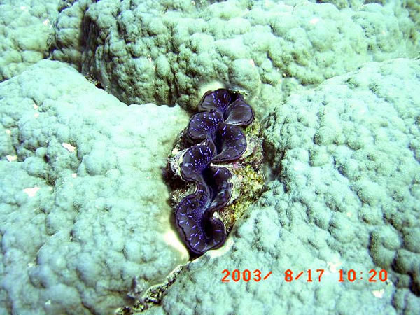 サキ山岩シャコ貝