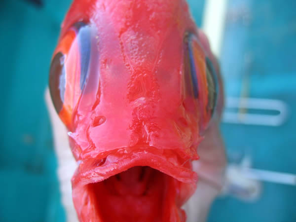 トロキンメの鼻穴2
